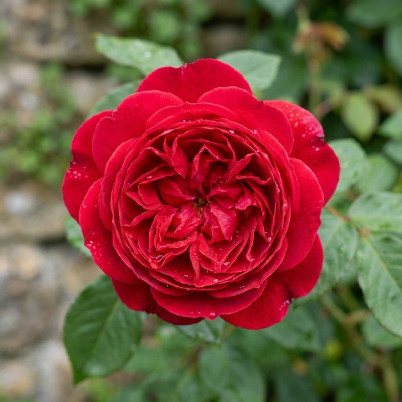 Hoa Hồng Red Eden (Mộng Vy)